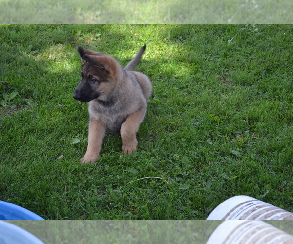 Medium Photo #5 German Shepherd Dog Puppy For Sale in GREENWOOD, WI, USA