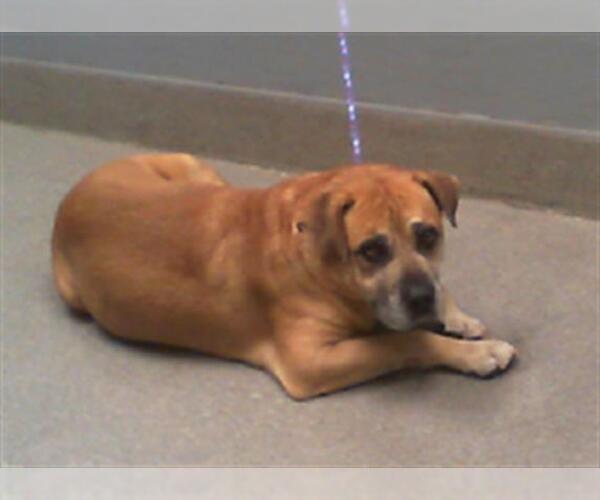 Medium Photo #1 Labrador Retriever-Unknown Mix Puppy For Sale in Las Vegas, NV, USA
