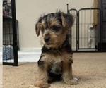 Small #4 Yorkshire Terrier