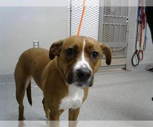 Boxer-Unknown Mix Dogs for adoption in Pasadena, TX, USA