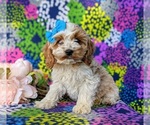 Small Photo #1 Cocker Spaniel-Poodle (Miniature) Mix Puppy For Sale in NOTTINGHAM, PA, USA