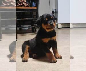 Rottweiler Puppy for sale in NARVON, PA, USA