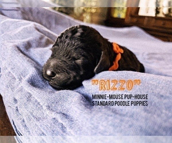 Medium Photo #8 Poodle (Standard) Puppy For Sale in DYERSBURG, TN, USA
