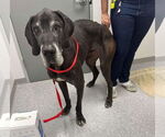 Small #1 Great Dane