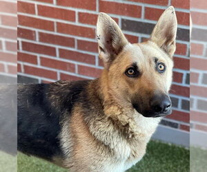 German Shepherd Dog Dogs for adoption in Edmond, OK, USA