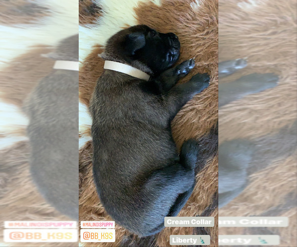 Medium Photo #2 Belgian Malinois Puppy For Sale in CHANDLER, AZ, USA
