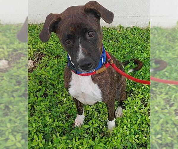 Medium Photo #2 American Staffordshire Terrier-Unknown Mix Puppy For Sale in Fort Lauderdale, FL, USA