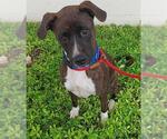 Small #1 American Staffordshire Terrier Mix