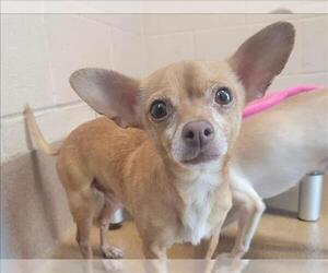 Chihuahua Dogs for adoption in Martinez, CA, USA