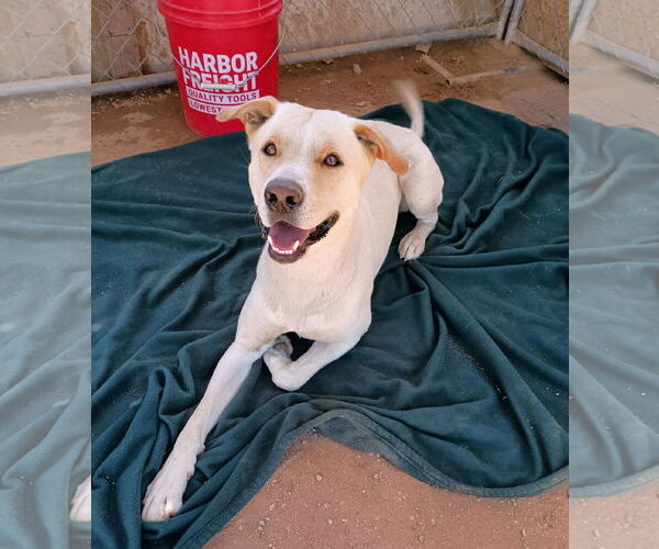 Medium Photo #5 Mutt Puppy For Sale in Apple Valley, CA, USA