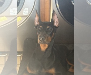 Father of the Doberman Pinscher puppies born on 06/09/2025