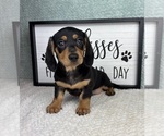 Small #7 Dachshund