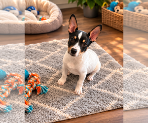 Australian Kelpie-Unknown Mix Dogs for adoption in Phoenix, AZ, USA
