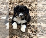 Small Photo #2 Australian Shepherd Puppy For Sale in BATTLE CREEK, MI, USA