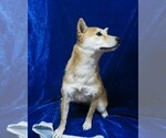 Small Photo #10 Shiba Inu Puppy For Sale in HARTVILLE, MO, USA