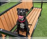 Small #1 Labrador Retriever Mix