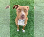 Small #16 Boxer-Staffordshire Bull Terrier Mix