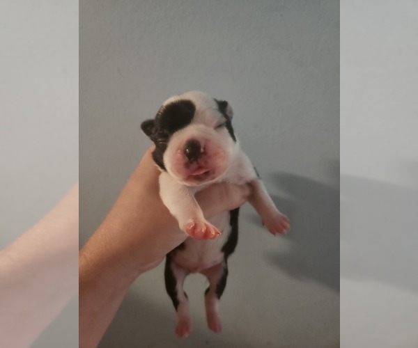 Medium Photo #1 Boston Terrier Puppy For Sale in MORRIS, AL, USA