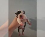 Image preview for Ad Listing. Nickname: Ckc male Boston