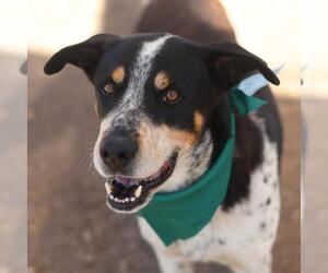 American Staffordshire Terrier Dogs for adoption in San Antonio, TX, USA