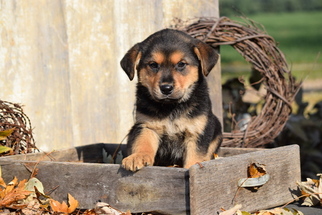 Shepweiller Puppy for sale in FREDERICKSBURG, OH, USA