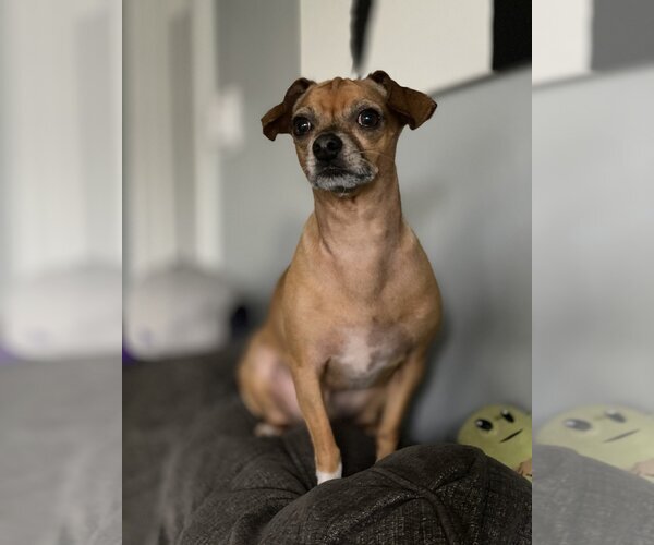 Medium Photo #1 Chihuahua-Unknown Mix Puppy For Sale in  Ramona, CA, USA