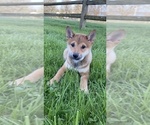 Small Shiba Inu