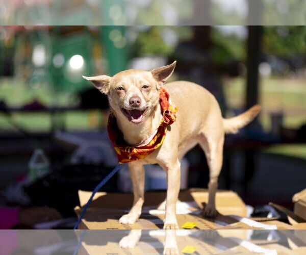Medium Photo #4 Chihuahua Puppy For Sale in Garner, NC, USA