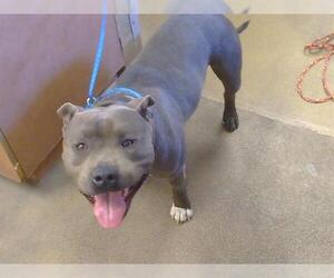 Mutt Dogs for adoption in Sacramento, CA, USA