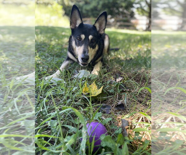 Medium Photo #4 German Shepherd Dog-Unknown Mix Puppy For Sale in Mooresville, NC, USA