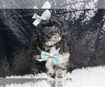 Puppy Mojito Poodle (Miniature)