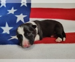 Small Photo #34 Border Collie Puppy For Sale in NORBORNE, MO, USA