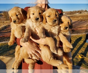 Golden Retriever Puppy for sale in PENROSE, CO, USA