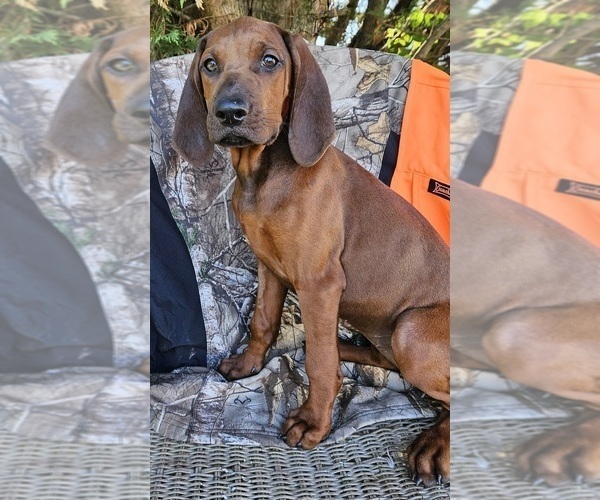 Medium Photo #4 Redbone Coonhound Puppy For Sale in DENVER, PA, USA