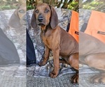 Small Photo #4 Redbone Coonhound Puppy For Sale in DENVER, PA, USA