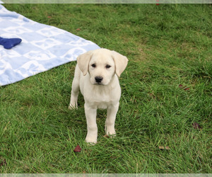 Labrador Retriever Puppy for sale in SYRACUSE, IN, USA