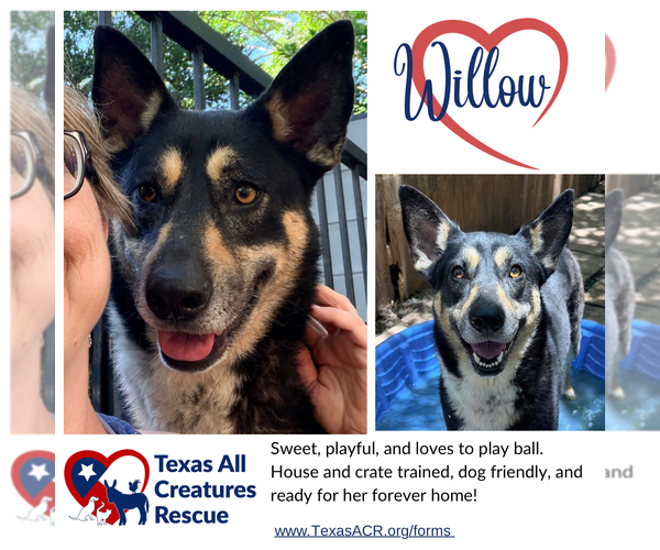 Medium Photo #1 Mutt Puppy For Sale in Lillian, TX, USA