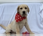 Small Photo #4 Labrador Retriever Puppy For Sale in SEATTLE, WA, USA