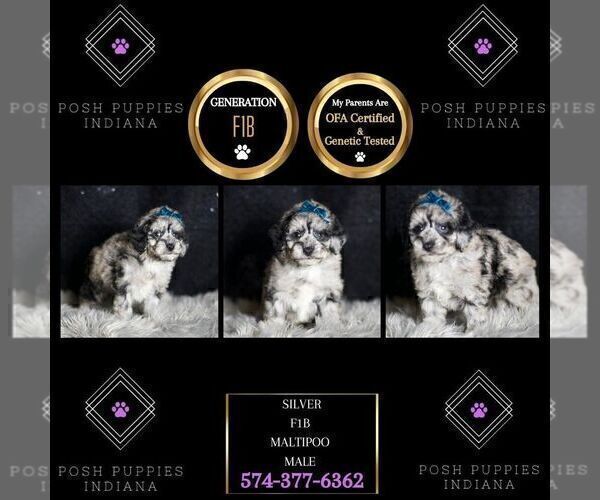 Medium Photo #7 Maltipoo Puppy For Sale in WARSAW, IN, USA