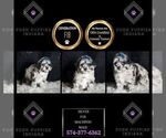 Small #6 Maltipoo