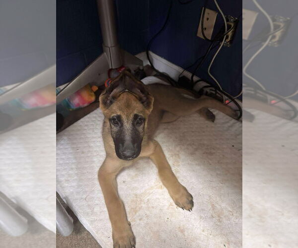 Medium Photo #2 Mutt Puppy For Sale in Imlay City, MI, USA