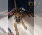 Small #1 Mutt