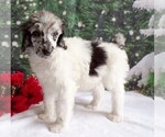 Small Photo #4 Poodle (Standard) Puppy For Sale in CHRISTIANA, PA, USA