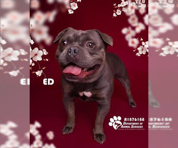 Medium Photo #1 Bulldog-Staffordshire Bull Terrier Mix Puppy For Sale in Riverside, CA, USA