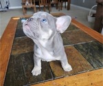 Puppy Miffy French Bulldog