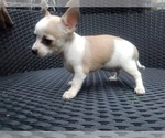 Small Photo #6 Chihuahua Puppy For Sale in LEBANON, NJ, USA