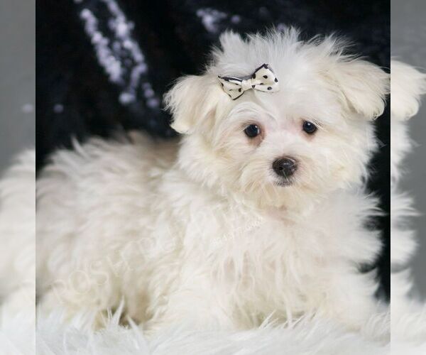 Medium Photo #4 Maltese Puppy For Sale in WARSAW, IN, USA