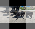 Small #5 Dachshund-Labrador Retriever Mix