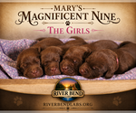 Small Photo #11 Labrador Retriever Puppy For Sale in WHITNEY, TX, USA