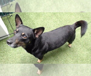 Chihuahua-Unknown Mix Dogs for adoption in Downey, CA, USA